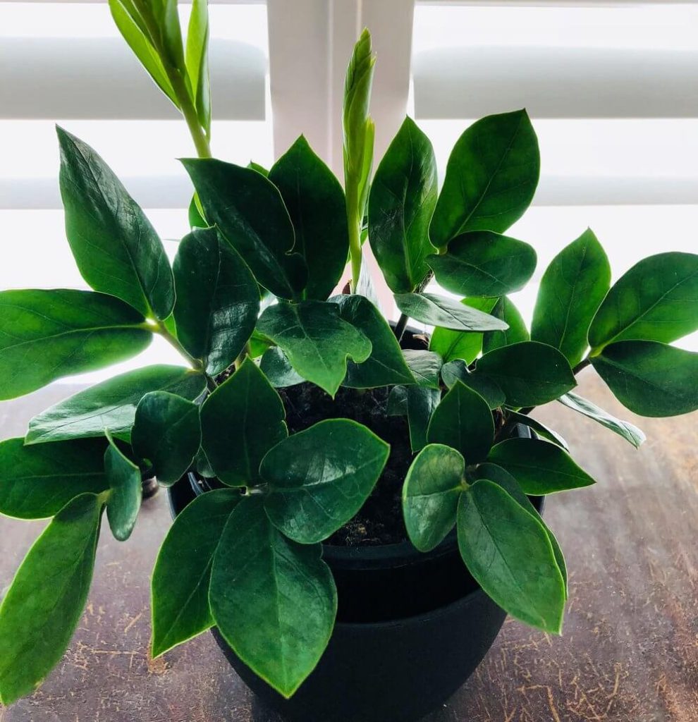 Eco-friendly interior design Northern Suburbs Sydney